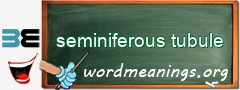 WordMeaning blackboard for seminiferous tubule